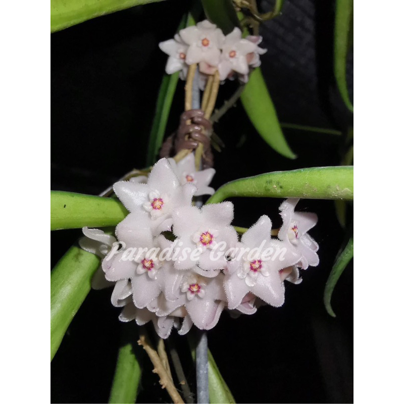 【天堂花園 Paradise Garden】小美女毬蘭 Hoya longifolia│毬蘭│觀葉植物│盆栽