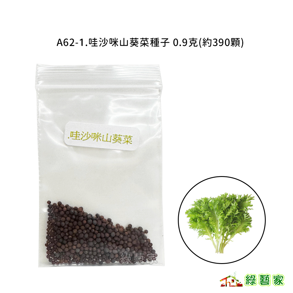 A62-1.哇沙咪山葵菜種子0.9克(約390顆)//山葵菜，具有山葵味道而得名，葉綠色葉菜類種子【綠藝家】