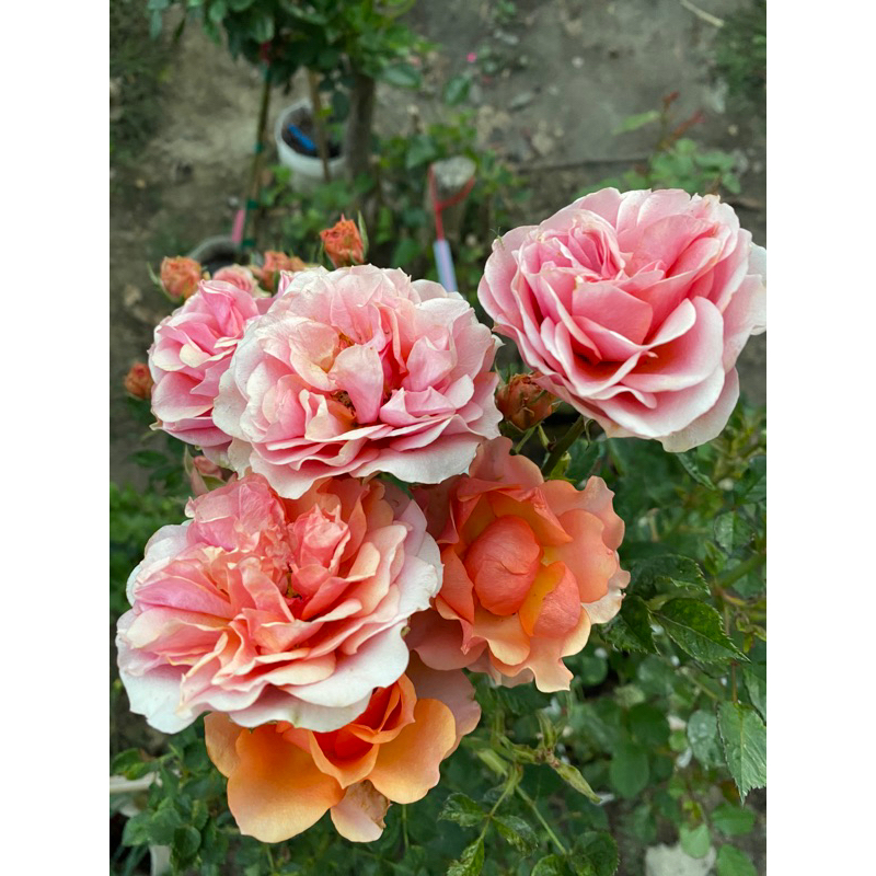 （植株盆現貨請聊聊）卡布聖維托 cabo san vito rose 3.5吋 5吋 植株盆栽 強健多花玫瑰月季花 盆栽