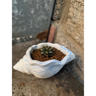 小海螺造型小花盆—水泥製