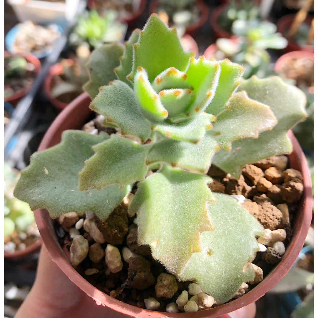 多肉植物-極光兔(3吋盆)  觀賞綠化植物 室內植物 觀葉植物 室外植物 新手必備!!!