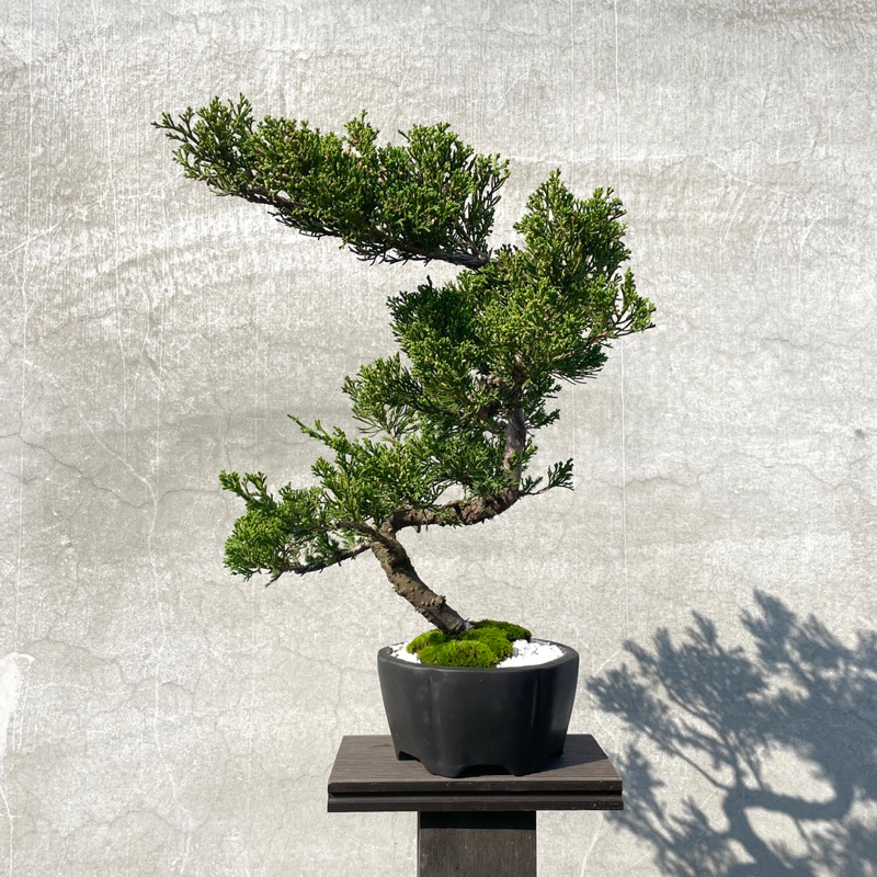 真柏盆栽　樹高32cm 盆栽 真柏 樹高 約23cm しんぱく 高級盆栽 Juniperus chinensis
