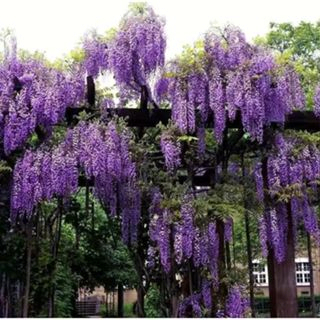 日本進口 紫藤種子   稀有品種  盆栽庭院室內外圍墻 超高產 發芽率99%