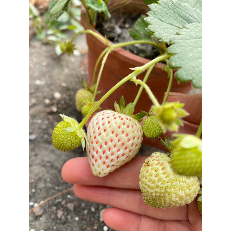 有機草莓 無農藥草莓苗 白草莓1株60元，三株120元