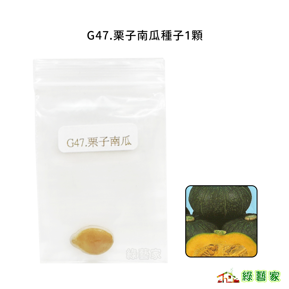 G47.栗子南瓜種子1顆(栗の藏)(日本進口.F1.果皮濃綠色.肉濃澄黃色.甜度高.口感極佳.果重約2kg)【綠藝家】