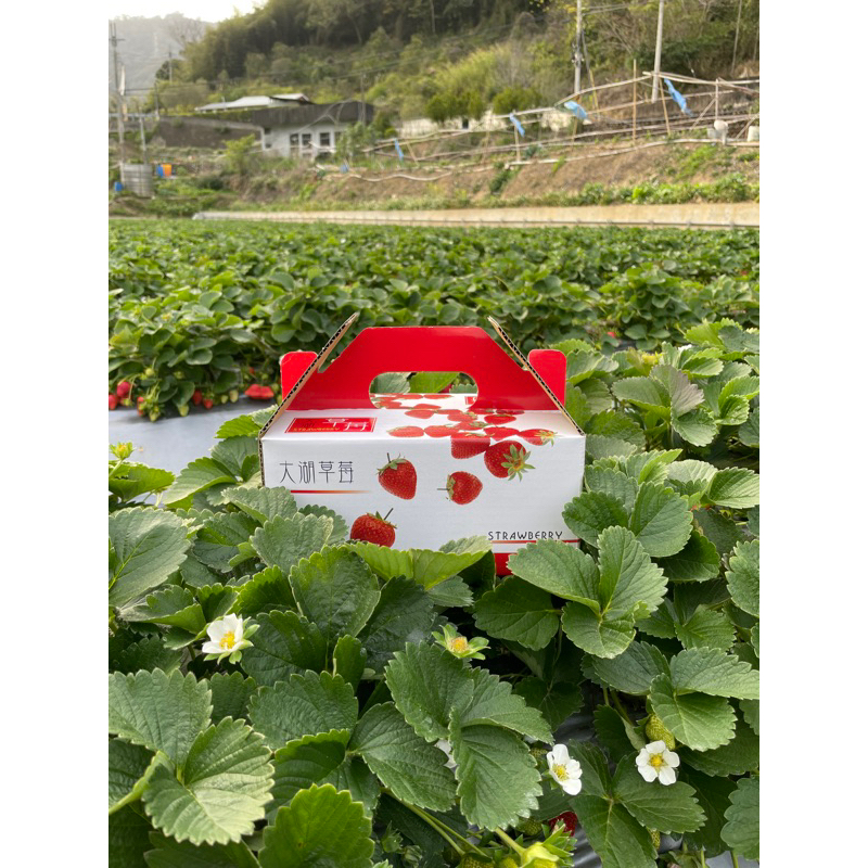 2023―天然草莓農場【香水草莓】自產自銷，當日採收本島24hr低溫宅配到貨(假日除外）