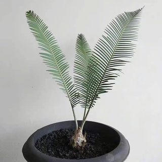 精選  魚骨雙子鐵 網紅植物 Dioon edule 葉片直立 蘇鐵種子