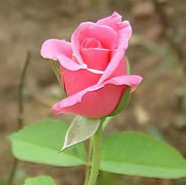 高品質 七彩玫瑰 薔薇  流星雨玫瑰  貝塔玫瑰   陽臺 室內 盆栽花卉種子