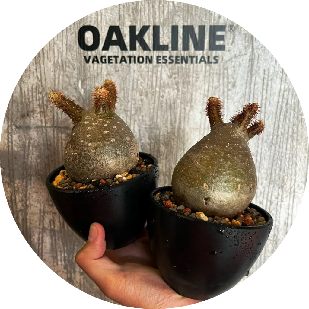(回饋沖量，現貨最低 ) OAKLINE OAS-01 光滑 類黑膠 盆 塊根盆 植木缽 日式風格 嚴龍  象牙宮 缽