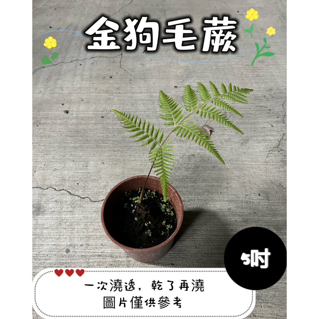 🪴【植入你心❦】金狗毛蕨-蕨類-5吋盆-定價280特價260