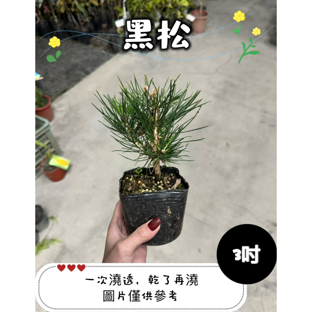 🪴【植入你心❦】黑松-3吋盆-定價70特價60