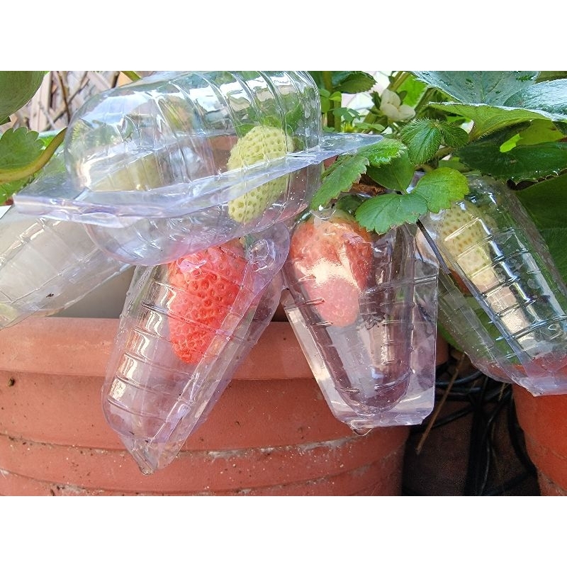 草莓保護套 果實保護套 小果無花果保護套 水果保護套 網袋 防雨 防蟲 園藝（可重複使用）