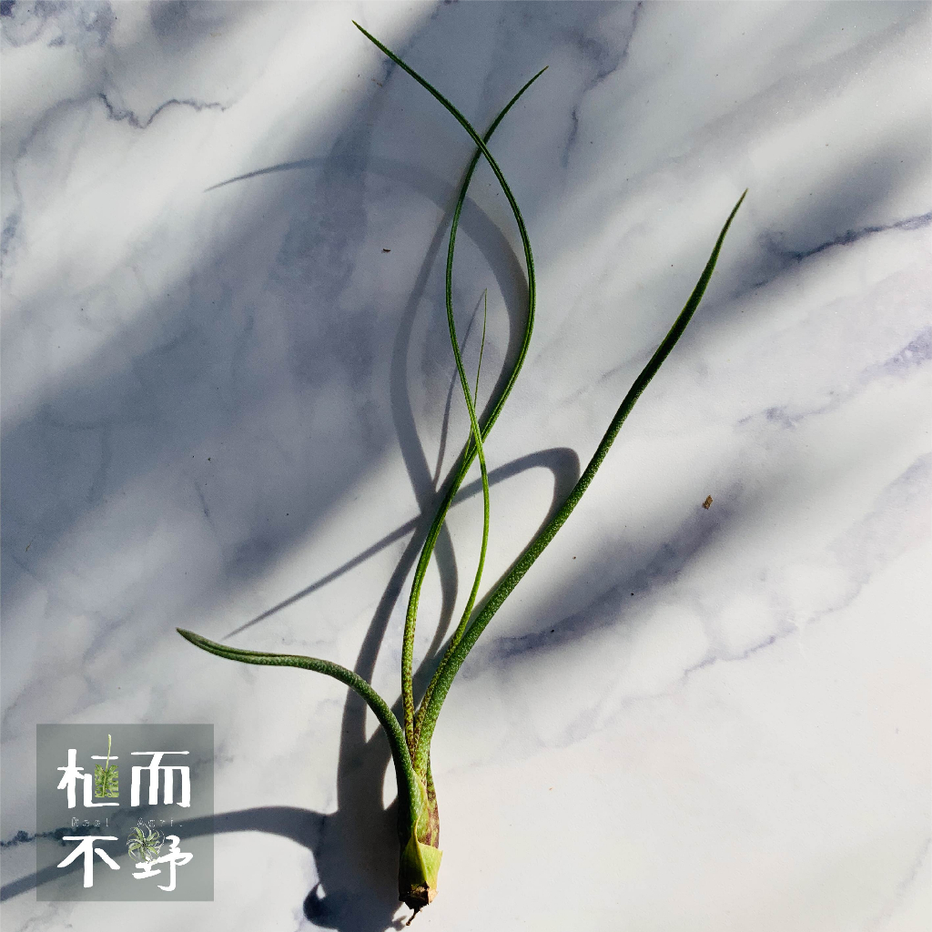 【植而不野】空氣鳳梨-虎斑章魚 Tillandsia butzii-療癒植栽