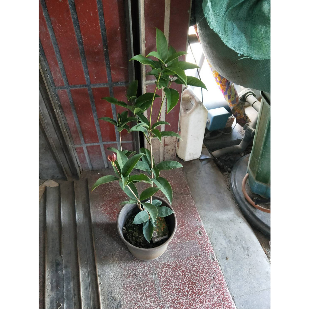 彩綠花果園_觀葉植物_武藤香水紅桂花_5/6吋盆_