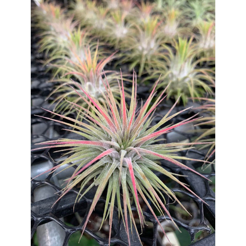 🌱愛客森🌱變異小精靈 空氣鳳梨