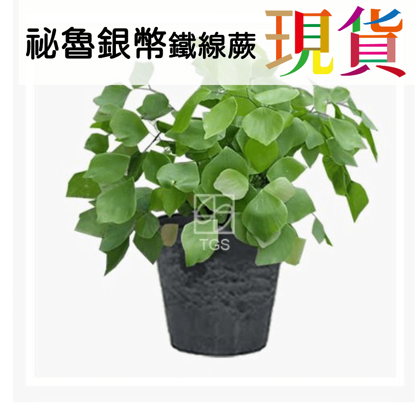 秘魯銀幣 鐵線蕨 祕魯 銀幣 原生種 大型 蕨類 植物﹝CarnivoRUs 珍奇植物﹞