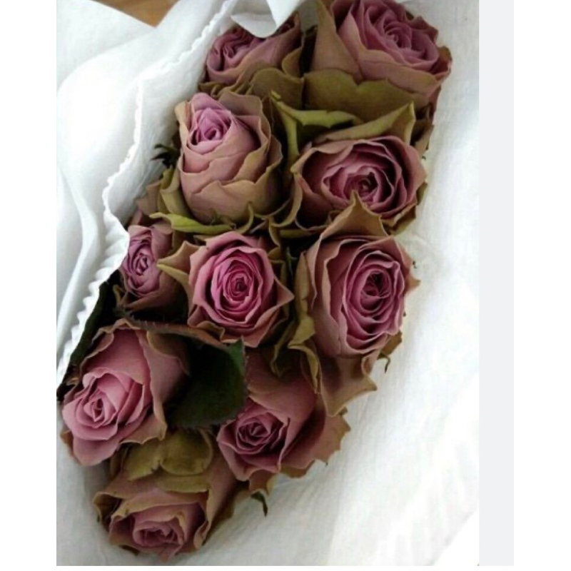 （現貨樹玫瑰盆栽 請聊聊報價）皇冠 tiara玫瑰 切花紫羅蘭玫瑰花月季 盆栽 樹玫瑰