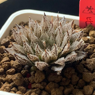 ［狂買園藝］多肉植物 利比達玉露 Haworthia