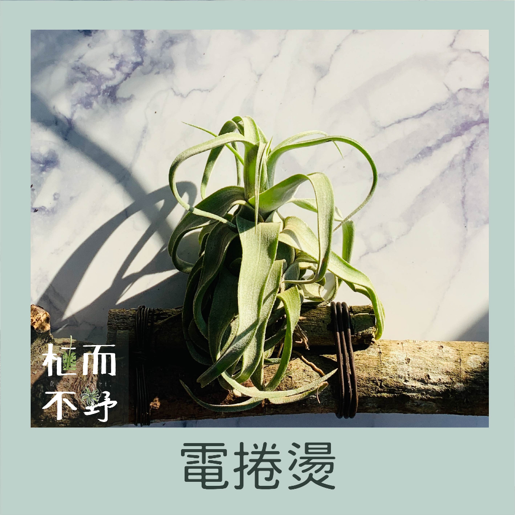 【植而不野】空氣鳳梨- 電捲燙Tillandsia streptophylla -療癒植栽