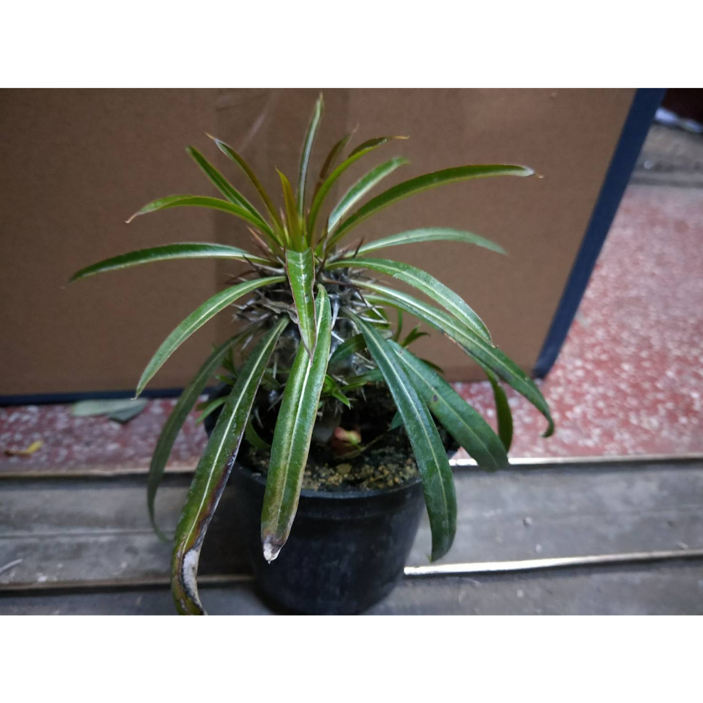 🎄綠世界🎄多肉植物🎄非洲霸王樹🎄3吋