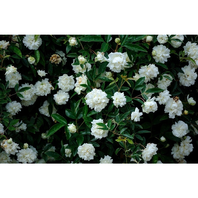 重瓣白木香 Rosa fortuniana。悠遊山城(創始店)5-6吋盆玫瑰。特價350