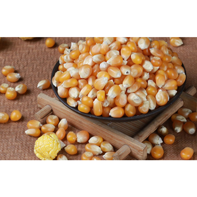 球型爆米花玉米粒 蘑菇型玉米粒 乾玉米粒 爆米花玉米 非基因改造 DIY 玉米粒 爆米花 玉米花 爆米花原物料 乾玉米