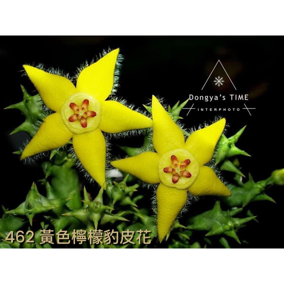 蘿藦專夜WDY- 462Orbea semota var. lutea黃色檸檬豹皮花