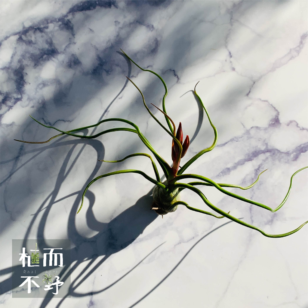 【植而不野】空氣鳳梨-小章魚 Tillandsia bulbosa-療癒植栽