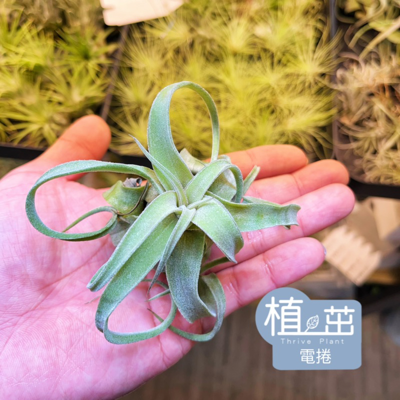 植茁🌿 電捲 空氣鳳梨 地表最強植物 半水景 生態造景 雨林缸