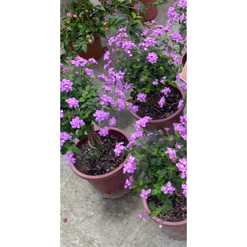 🌳紫色馬櫻丹6吋盆  2024/3月實物拍攝室內植物 觀葉植物 綠化植物