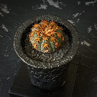 在臺現貨 當天台灣岀貨 多肉植物 狂刺貓爪天平丸 仙人球 塊根 番杏科 石頭玉 肉錐
