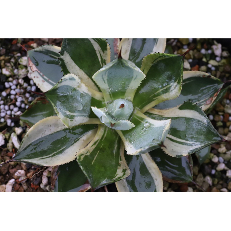 細刺雷神覆輪 鳳凰雷神  / 多肉 植物 盆栽 龍舌蘭 Agave