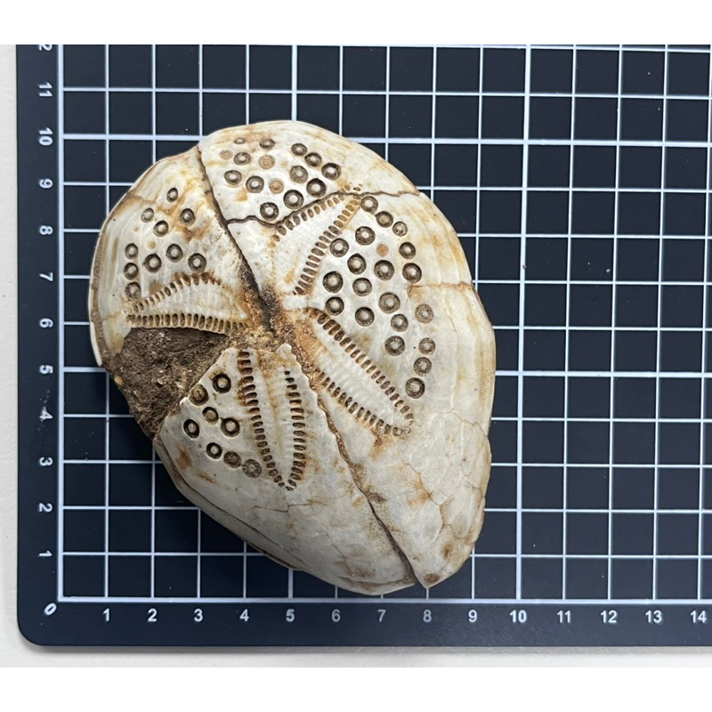 化石專賣- 布萊海膽 秀麗布萊海膽 拉文海膽 剛毛海膽 海膽化石 印尼