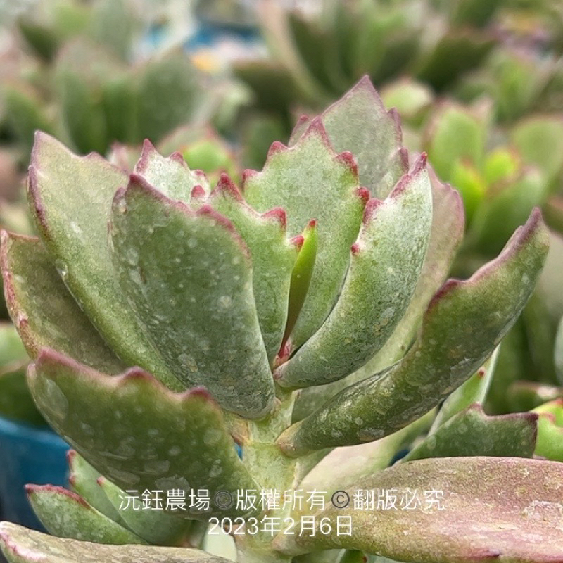 沅鈺農場多肉植物熊娘子 熊童子交種 蝦皮購物