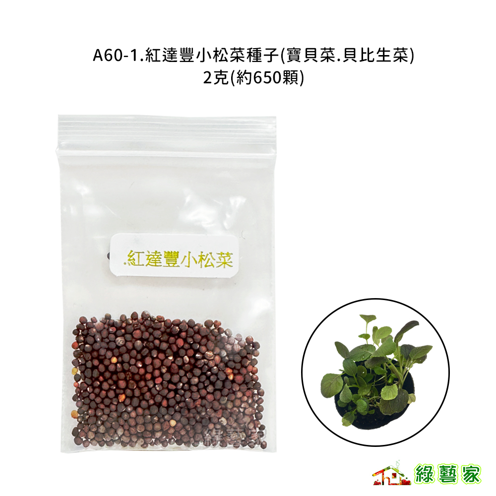 A60-1.紅達豐小松菜種子2克(約650顆)寶貝菜.貝比生菜//營養價值高蔬菜，葉形圓形葉菜類種子【綠藝家】