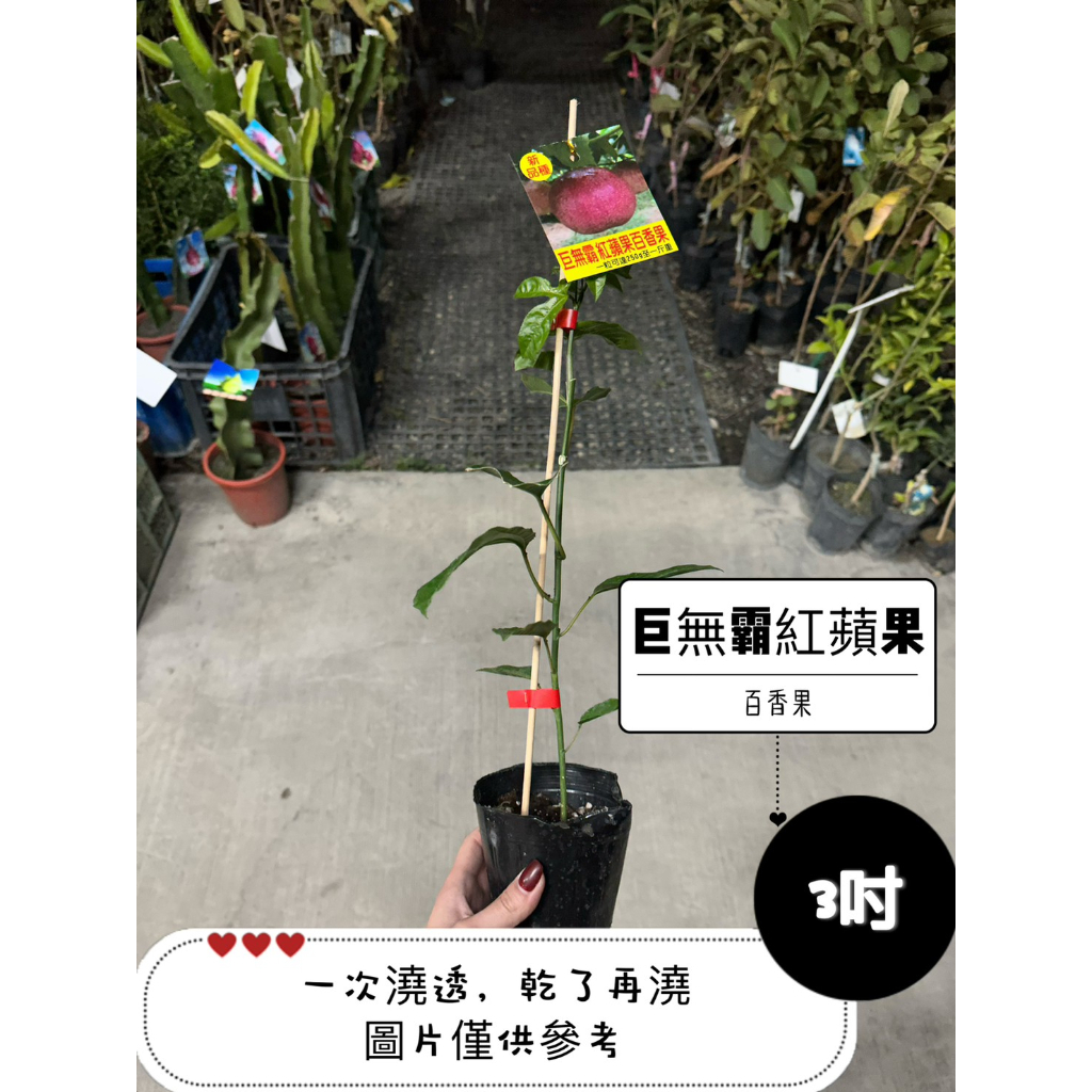 🪴【植入你心❦】巨無霸紅蘋果百香果-3吋盆-定價250特價220