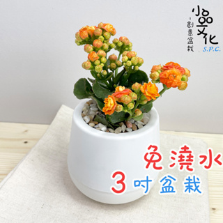 【含苞現貨】【小品文化】長壽花 3吋雪胖免澆水盆栽 室內植物 開花植物 懶人盆栽 水培植物 水培盆栽 植栽 室內盆栽