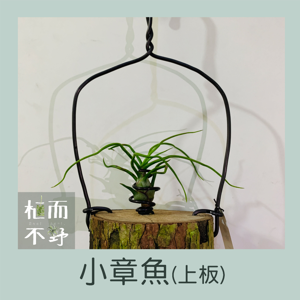 【植而不野】空氣鳳梨-小章魚-上板-原木植栽-療癒植栽