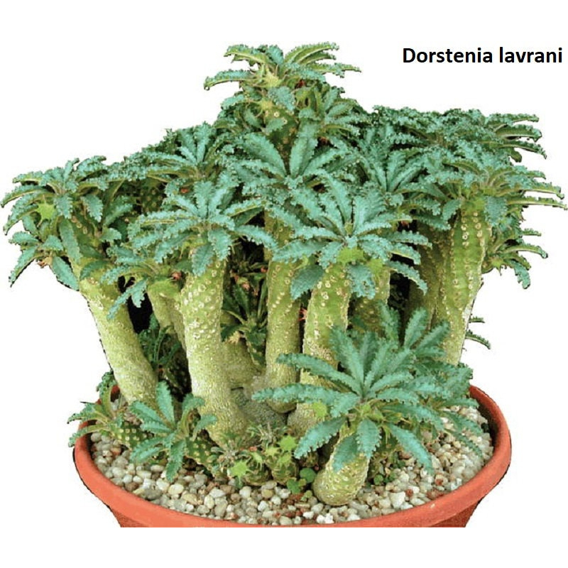 Dorstenia lavrani 拉弗雷尼 椰子琉桑 種子