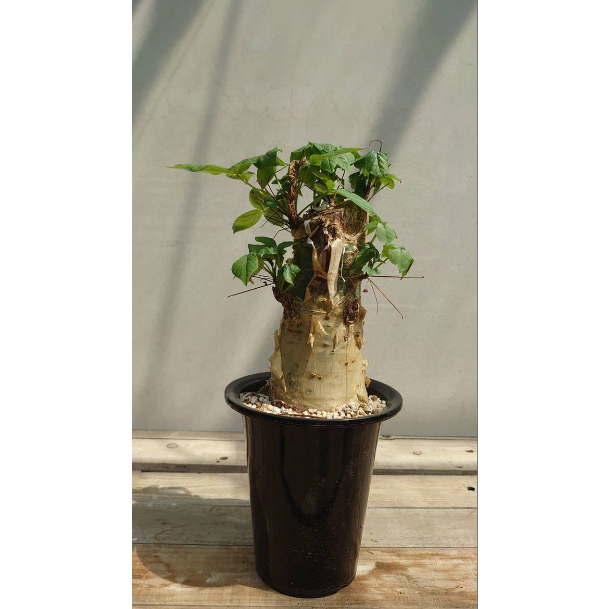 Commiphora unilobata 有你沒藥 種子