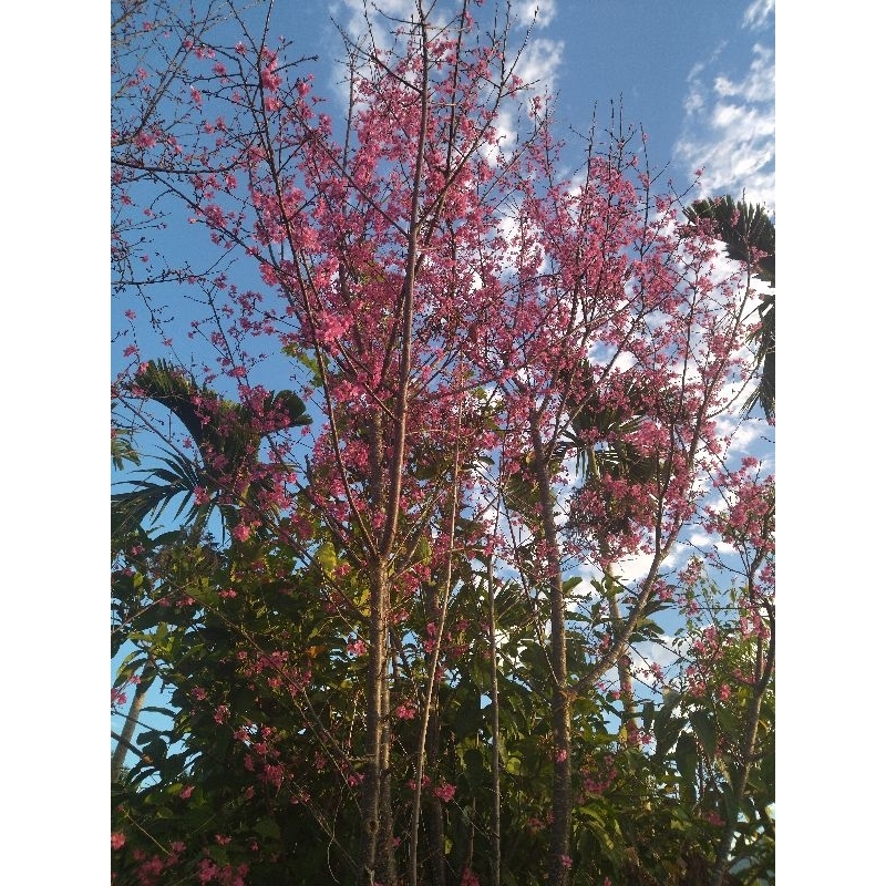 櫻花苗蝦取宅配 滿3棵出貨紅葉櫻香水櫻枝垂染井吉野白吉野雪舞墨染關山千島八重牡丹河津昭和緋寒霧社大寒大島富士