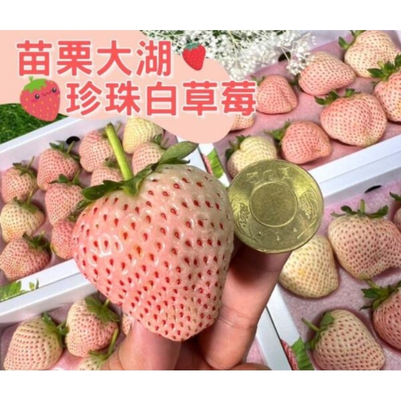 #珍珠白草莓12粒裝$999元苗栗直送大湖草莓