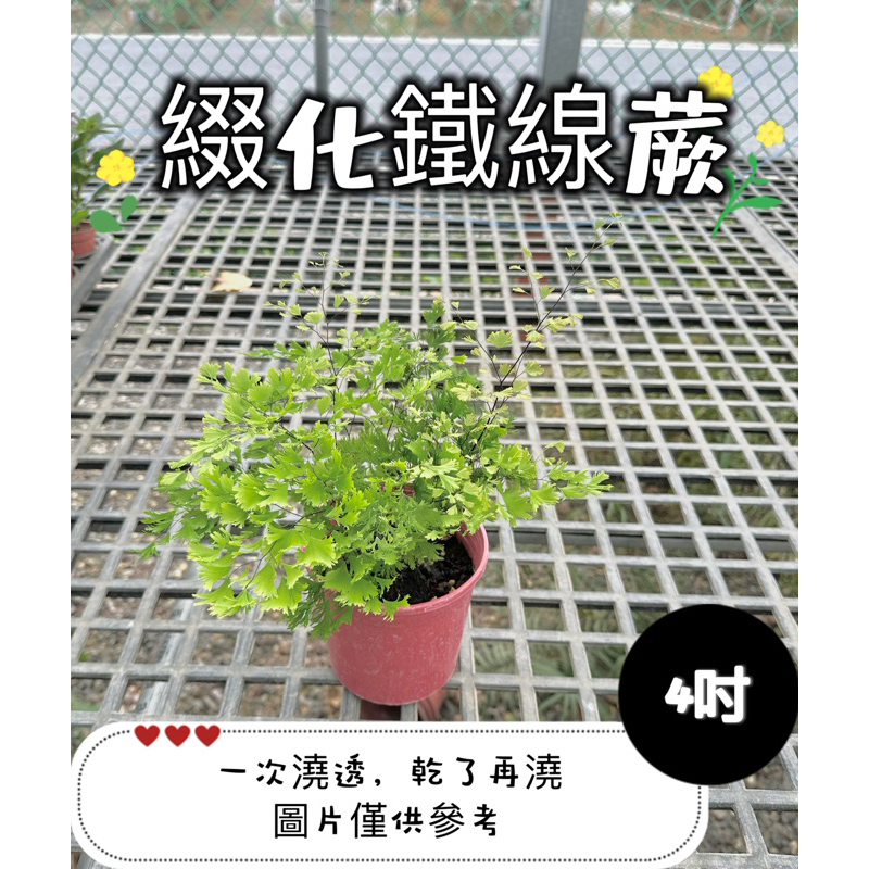 🪴【植入你心❦】綴化鐵線蕨-觀葉植物-蕨類-4吋盆-定價350特價300