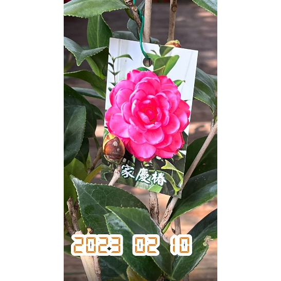 一禪種苗園-花型玫瑰至牡丹花型&lt;家慶椿&gt;茶花盆栽-5/6吋盆