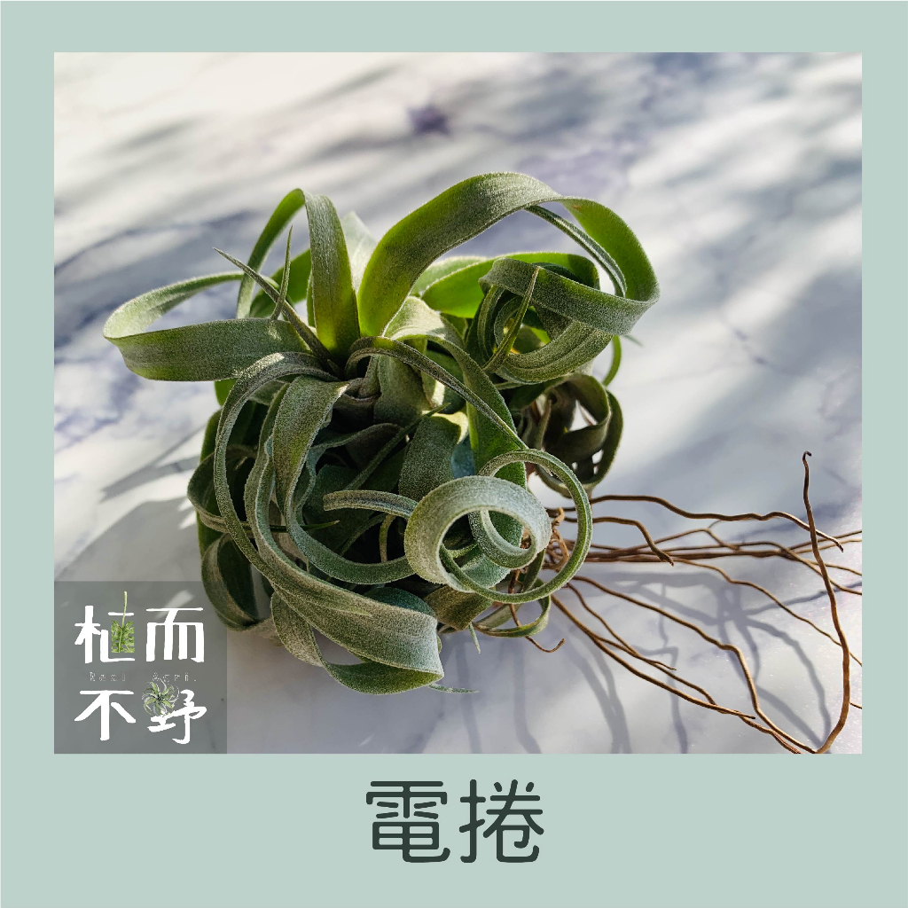 【植而不野】空氣鳳梨- 電捲 Tillandsia streptophylla 'Mexico'-療癒植栽