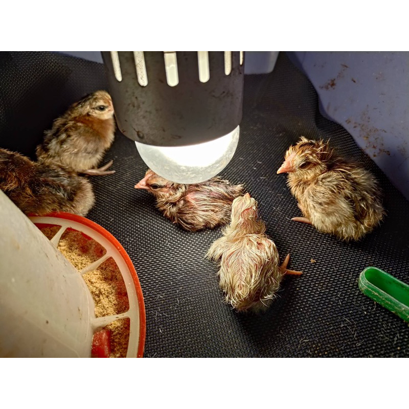 台南大內 檀香山 受精蛋（ 日本雞、蘆花雞、古早雞、鵪鶉）