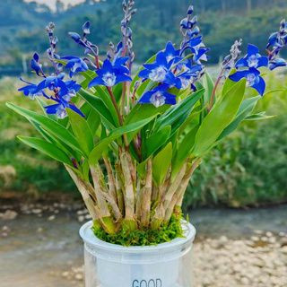 香花型 澳洲香水石斛蘭種子 濃香型 室內 好養活年年開花懶人盆花卉綠植種子 發芽率高達90