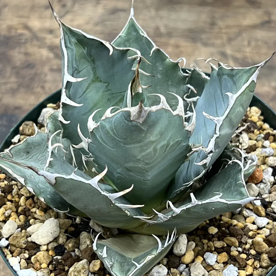 【大利叔叔】龍舌蘭 綠皮嚴龍 綠嚴龍 Agave oteroi 種子 夏型種  塊根 多肉植物