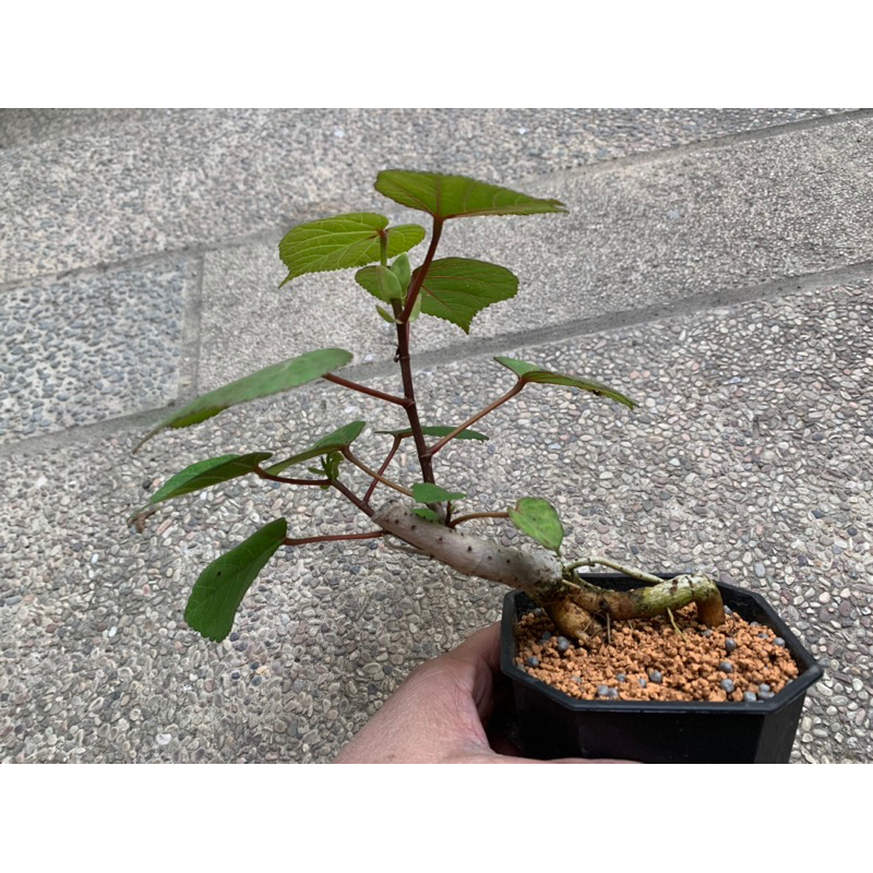 黃槿🍃祼葉樹🪴露根小品盆栽樹材⋯3.5寸盆