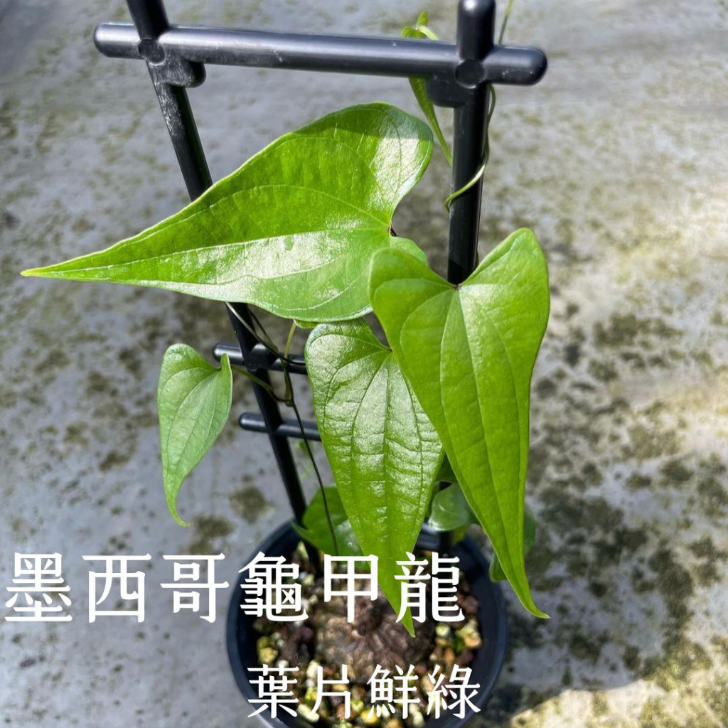 墨西哥龜甲龍/龜甲裂紋塊根/菠蘿麵包/多肉植物/攀藤植物/小尺寸